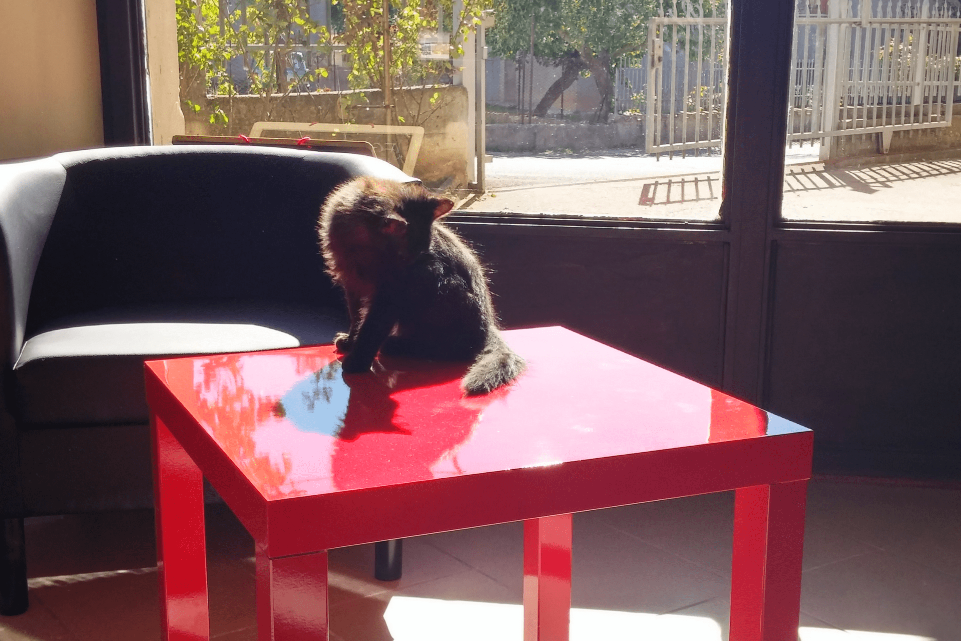 italy web marketing mascotte gatto cat ingresso entrata social media marketing viterbo