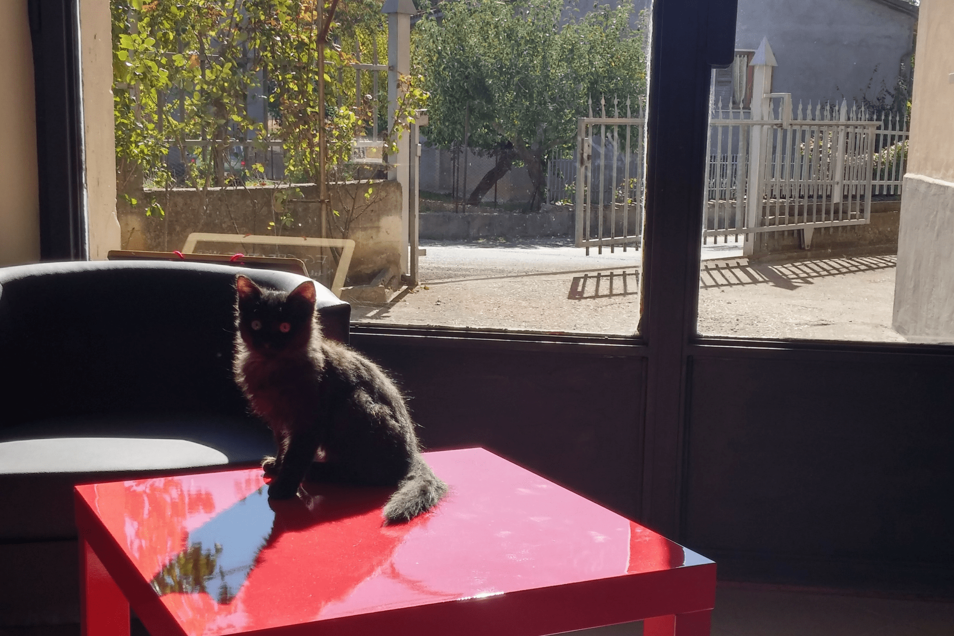 mascotte cat gatto web marketing ufficio italy web marketing sede